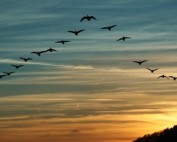 leadership team development with leadership circle profile