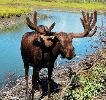 moose sounds
