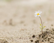 One small white flower sprouting from the dirt ground.