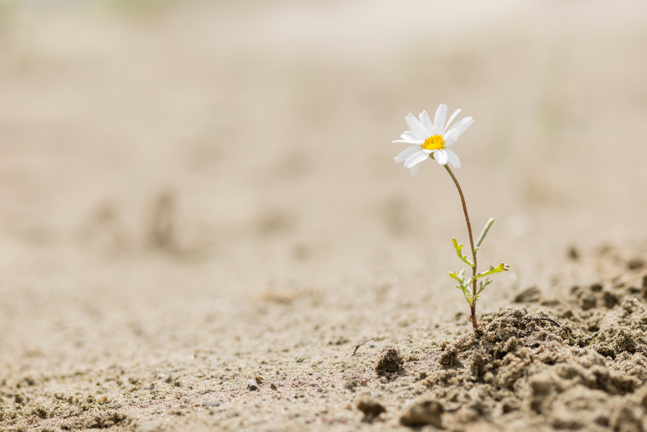 One small white flower sprouting from the dirt ground.