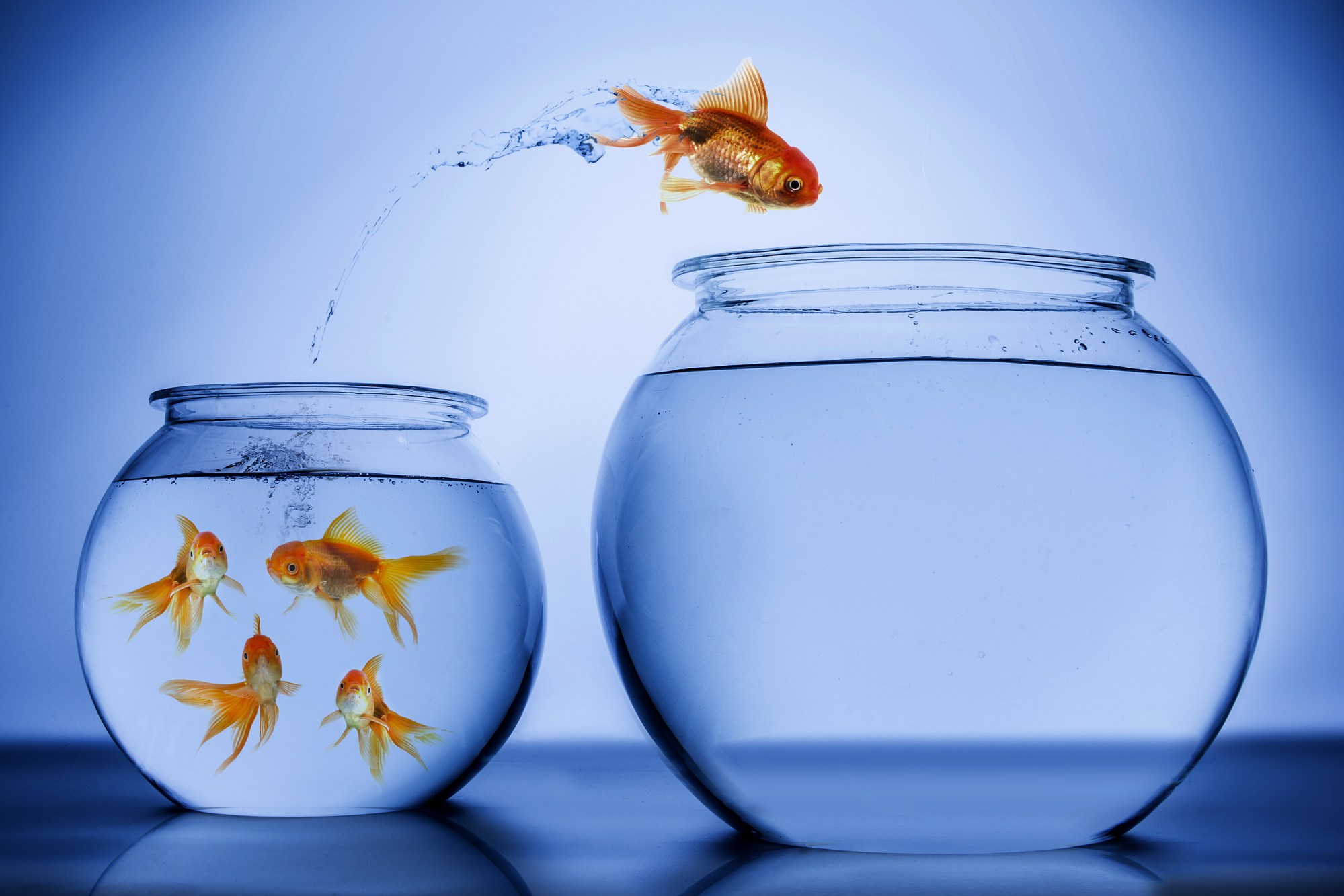 A small fish bowl with multiple goldfish in it, with fish jumping to another larger fish bowl beside it.